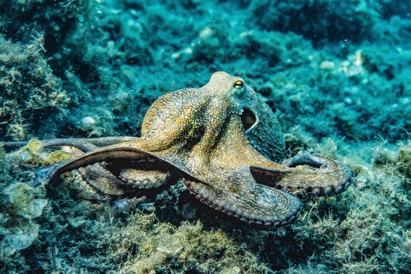 selective-focus-photography-of-octopus-3046629.jpg
