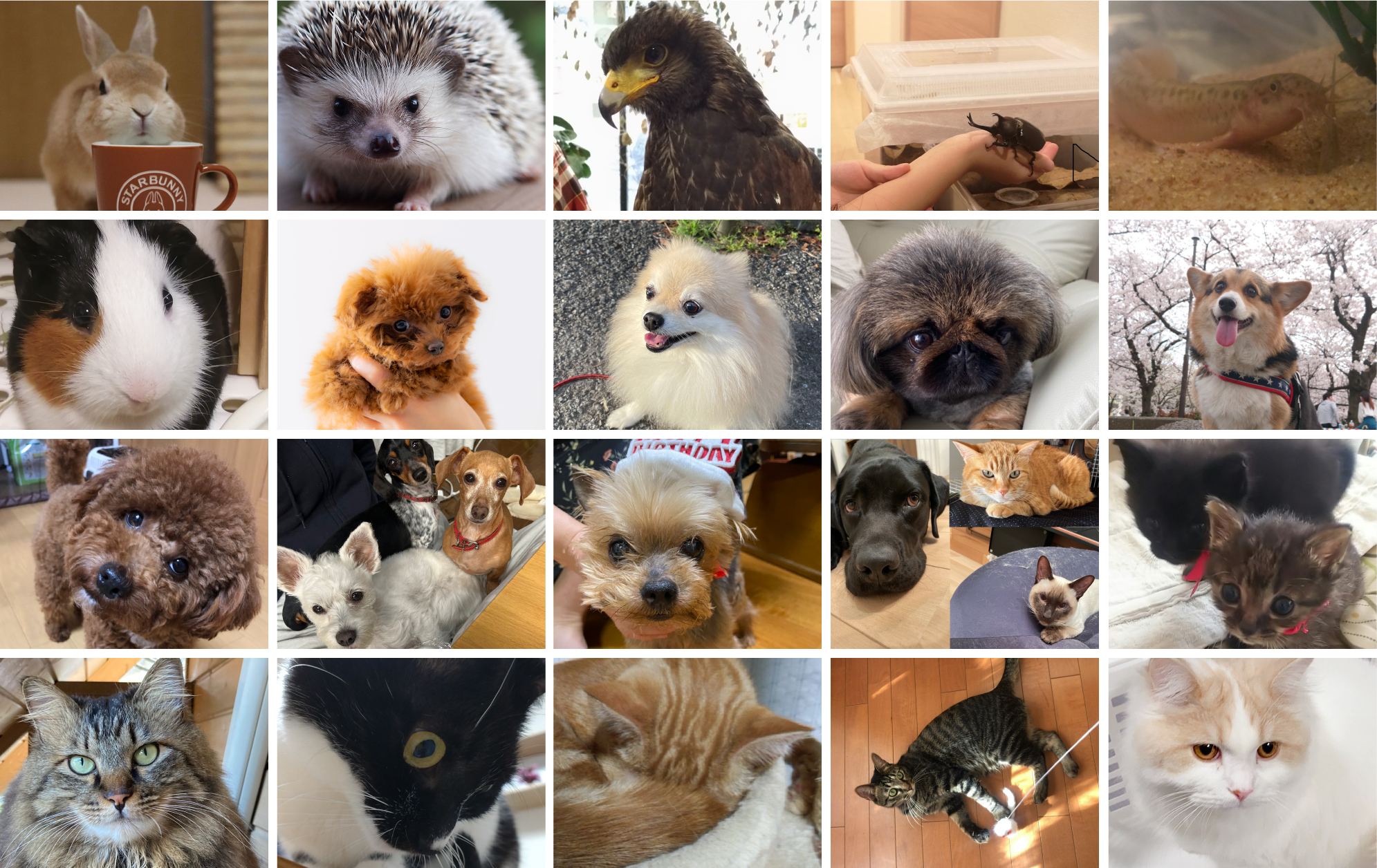 20枚の写真:社員が買っている様々なペット。猫、犬、鳥、クワガタ、魚、ウサギ、モルモットなど。